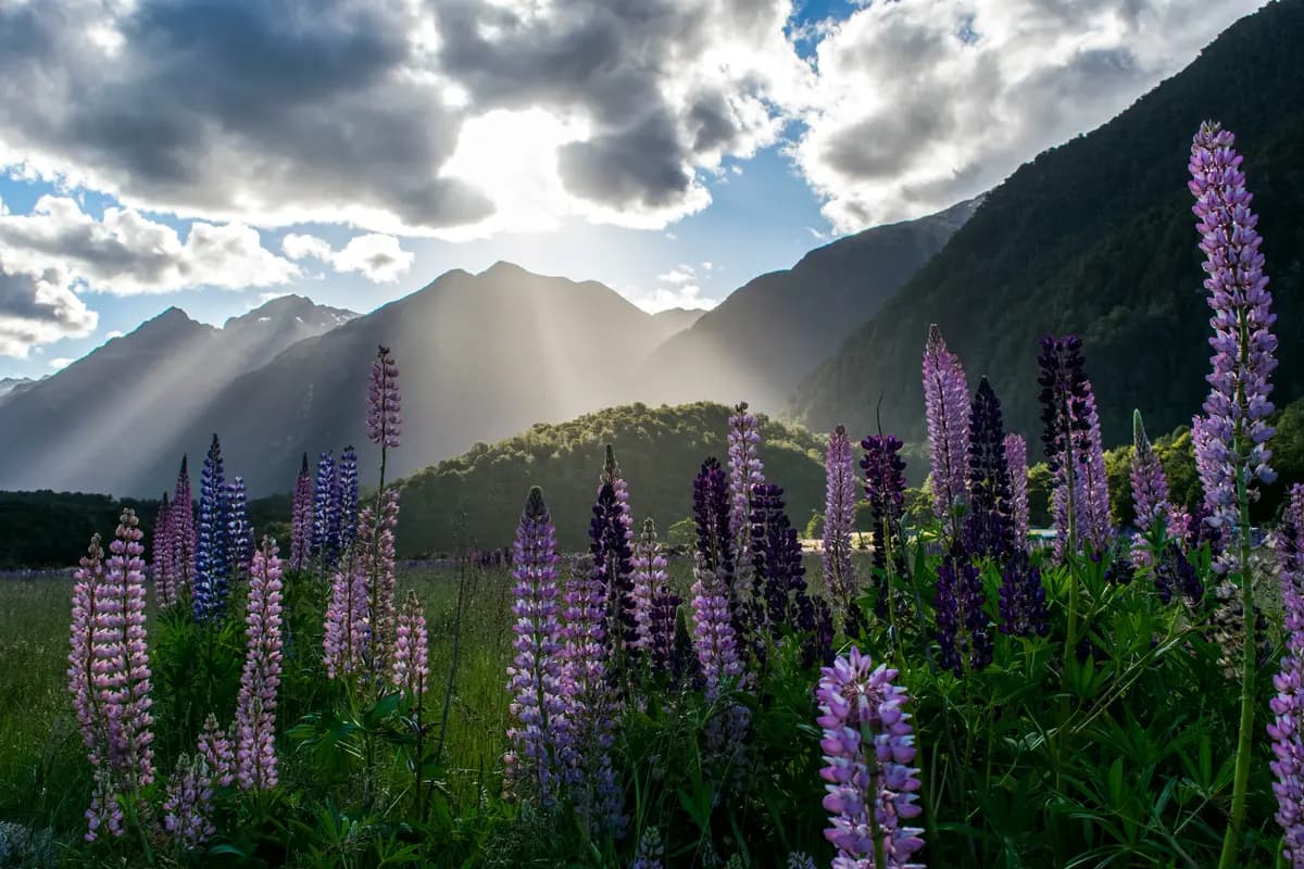 New Zealand Landscape
