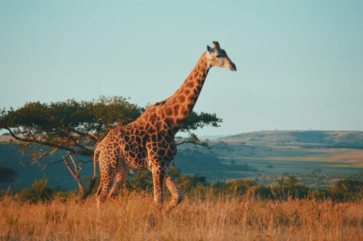 South Africa Landscape